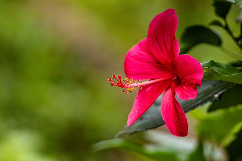 Hibiscus agua fresca drink